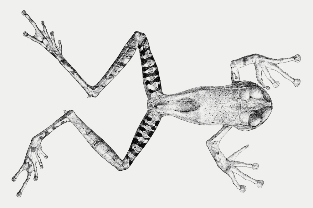     Фото: Wikipedia.org Сегодня ученым известен лишь один вид, у которого есть зубы как на верхней, так и на нижней челюстях, — полнозубая квакша (лат. Gastrotheca guentheri)