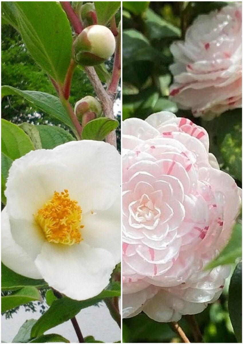 Виды японской камелии