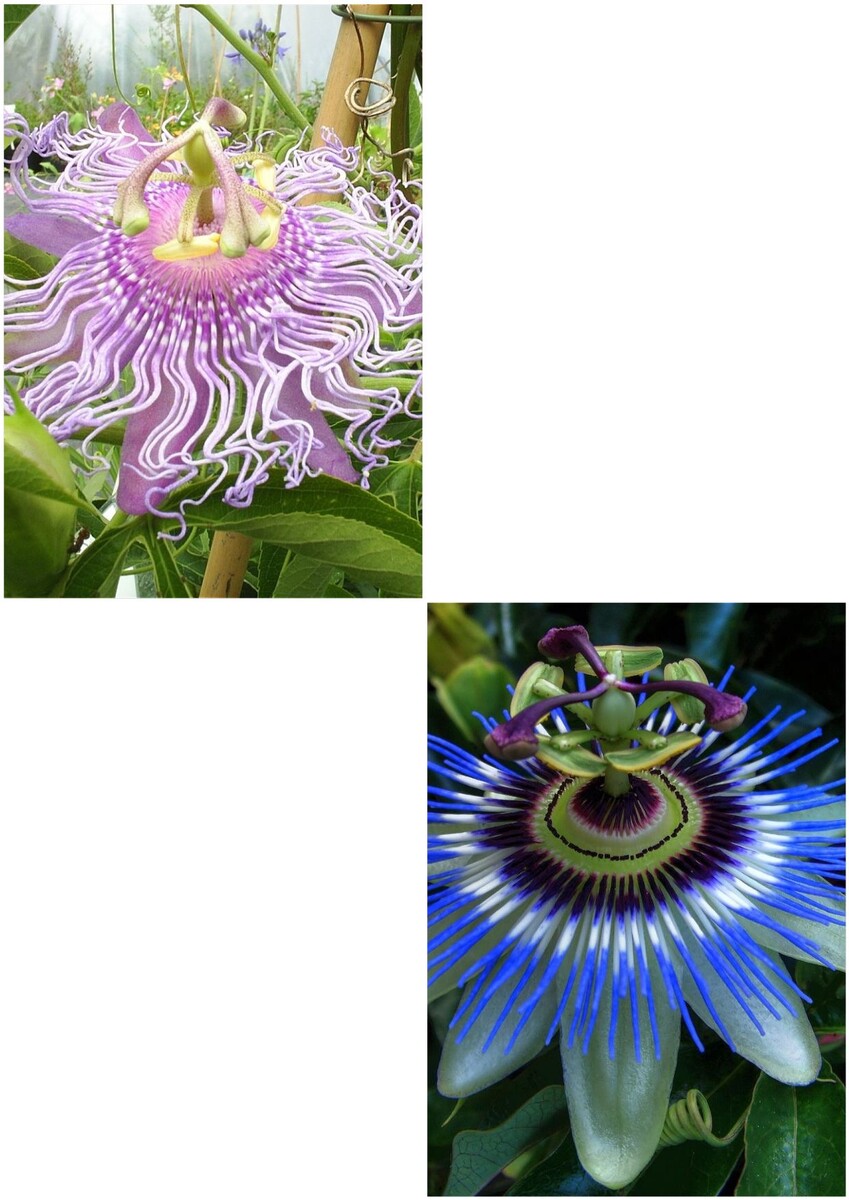 Пасифлоры