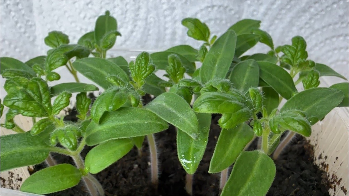 В регионах с холодным и умеренным климатом выращивание через рассаду лучший способ получить хороший урожай