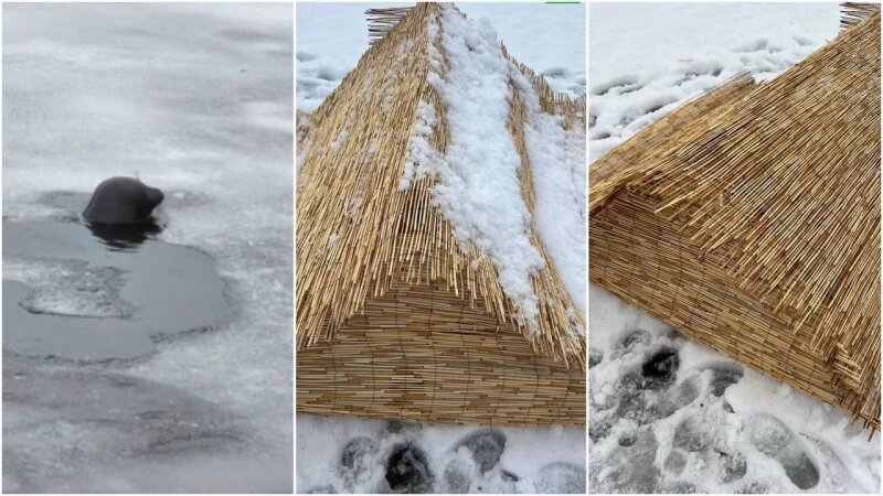     Домики для беременных нерпочек «Первый Питерский»