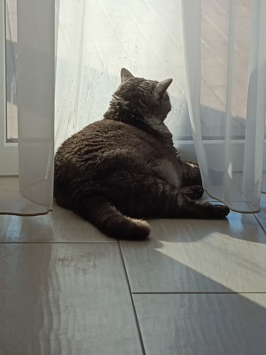 И мурчать при этом деловито