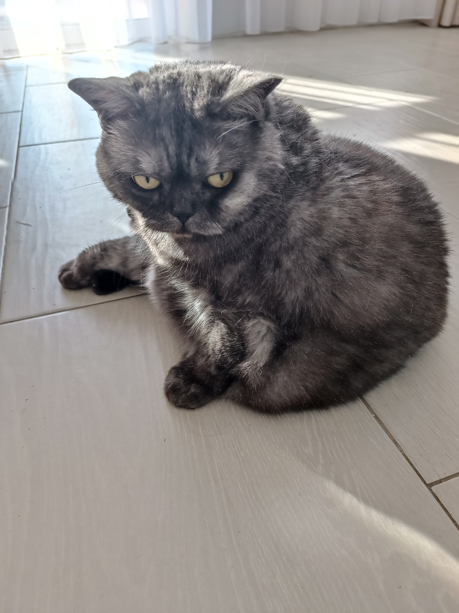 Жиробасочка обыкновенная. 