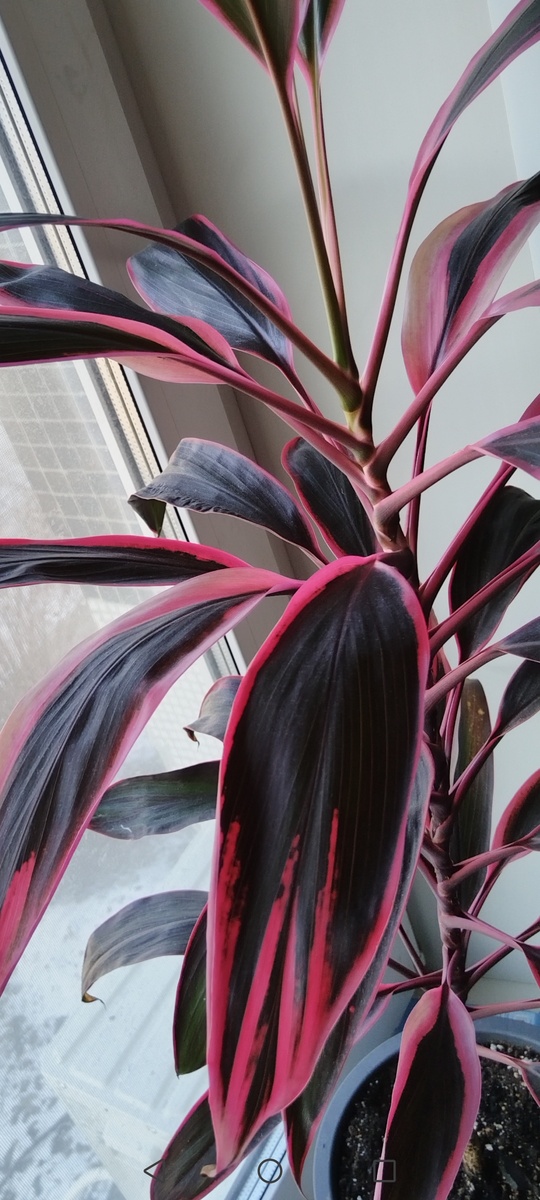 Стало (8 февраля 2025 года)