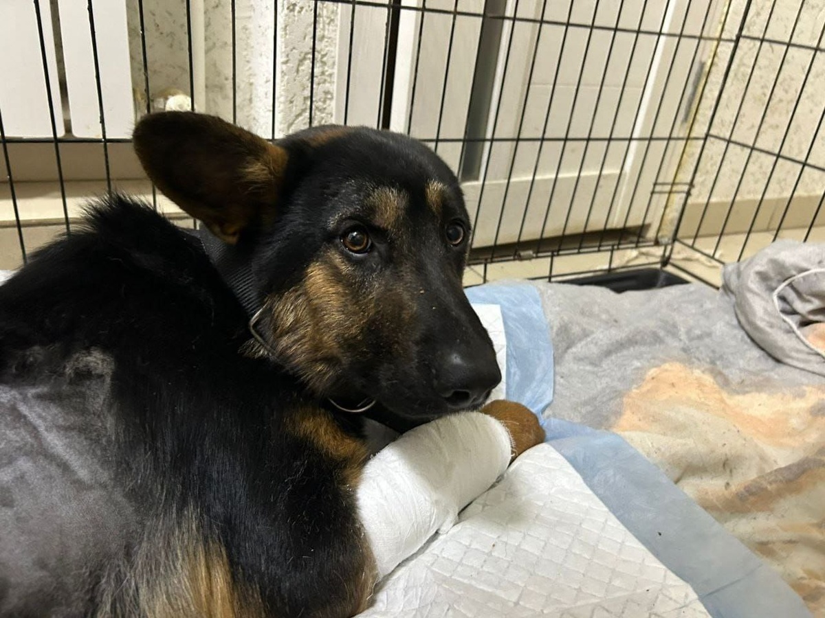 Фото Кая при поступлении в приют "Омские хвостики"