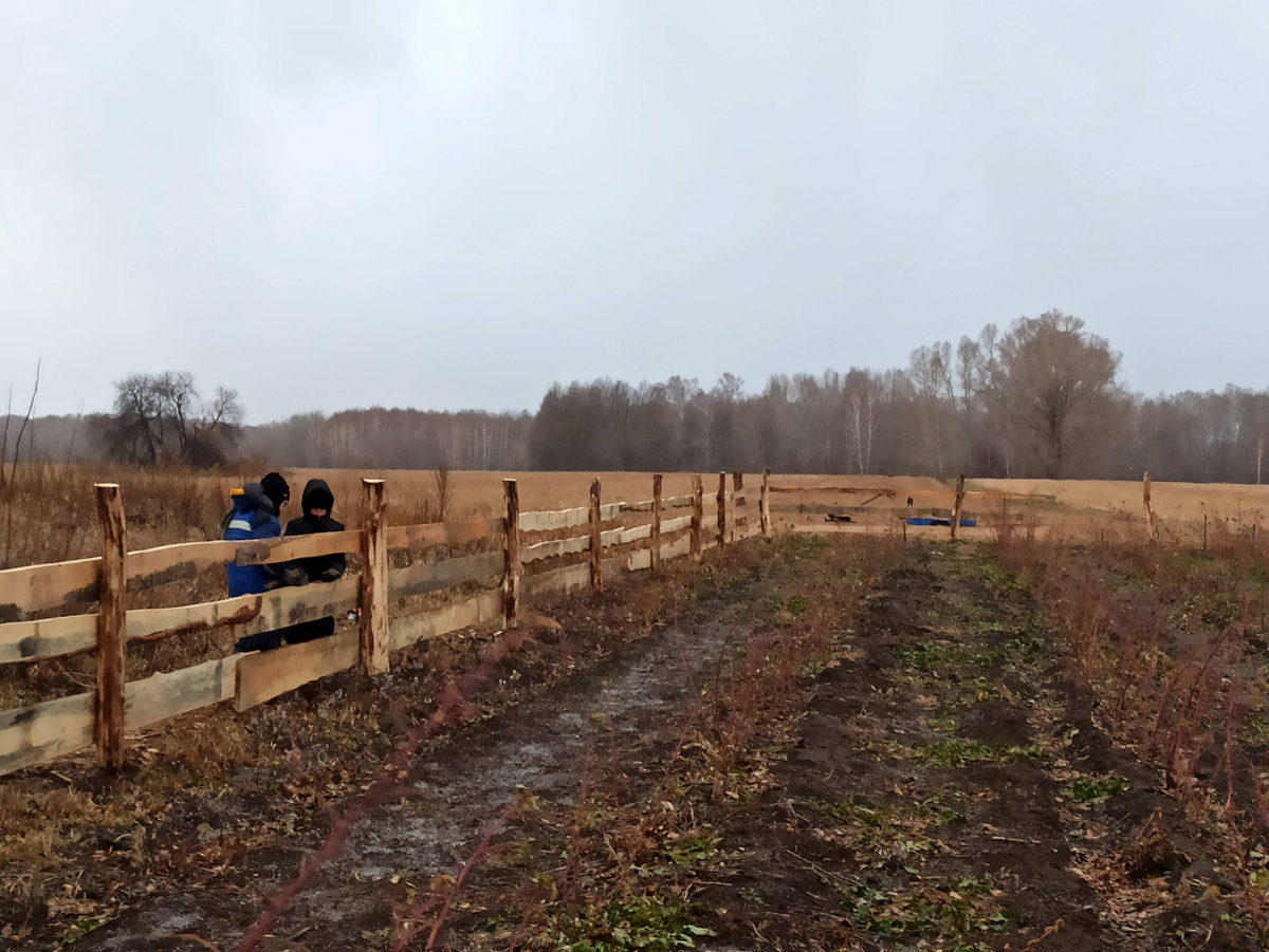 Бог даст, летом загородим весь наш малиновый сад