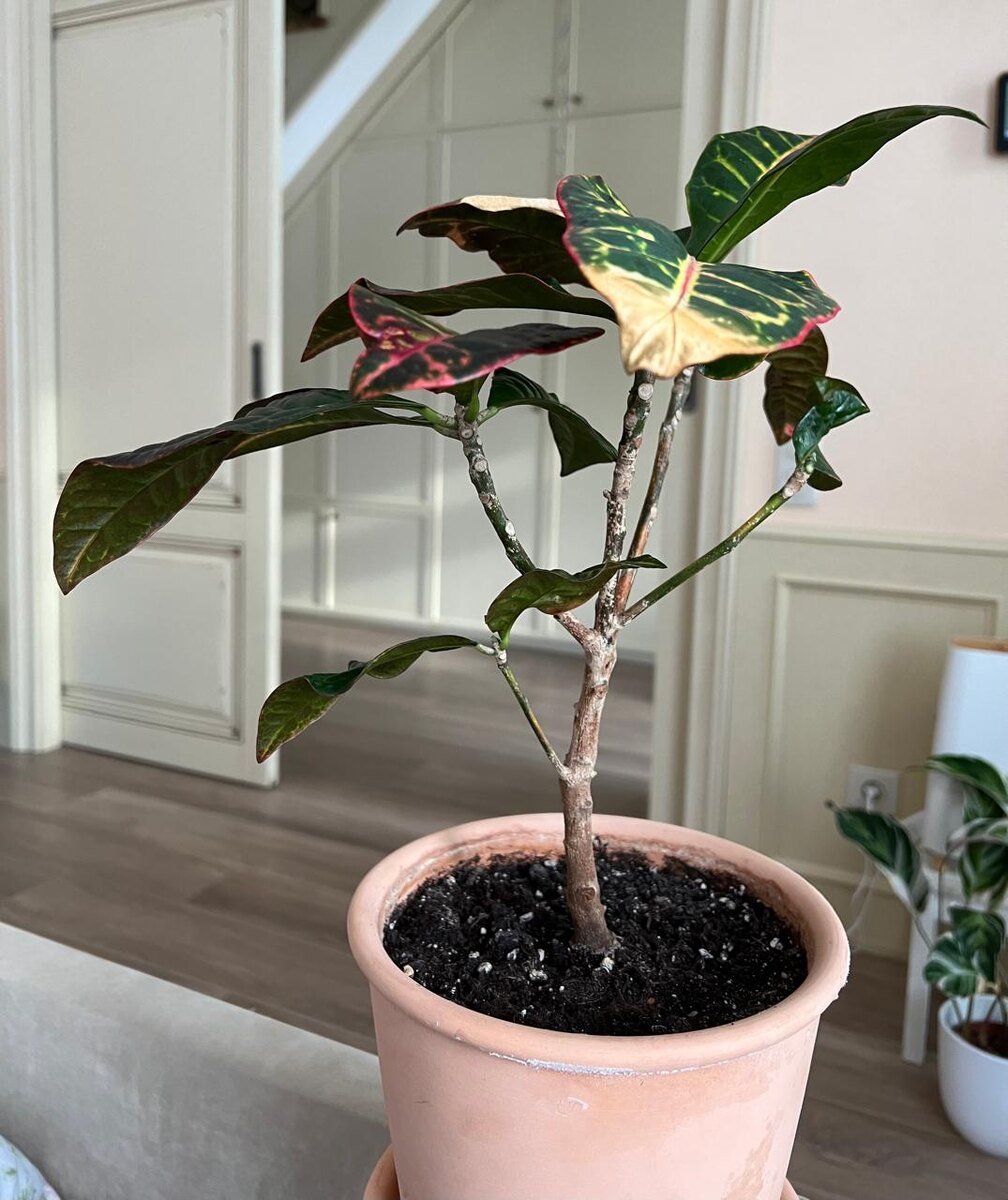 Клещ на кротоне