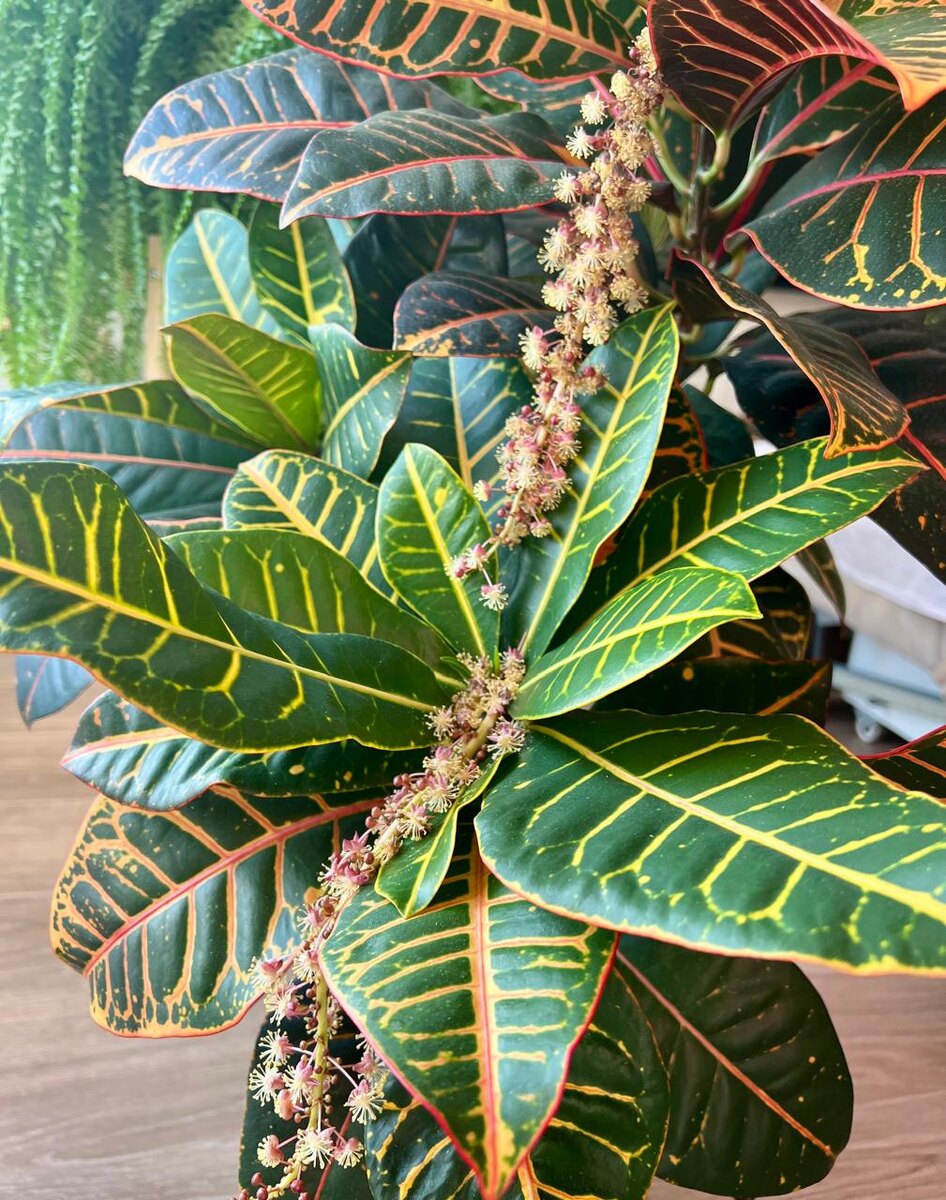 Цветение кротона