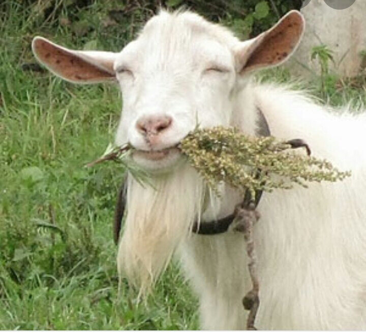 Это козёл для иллюстрации. Фото Яндекс.Картинки. 