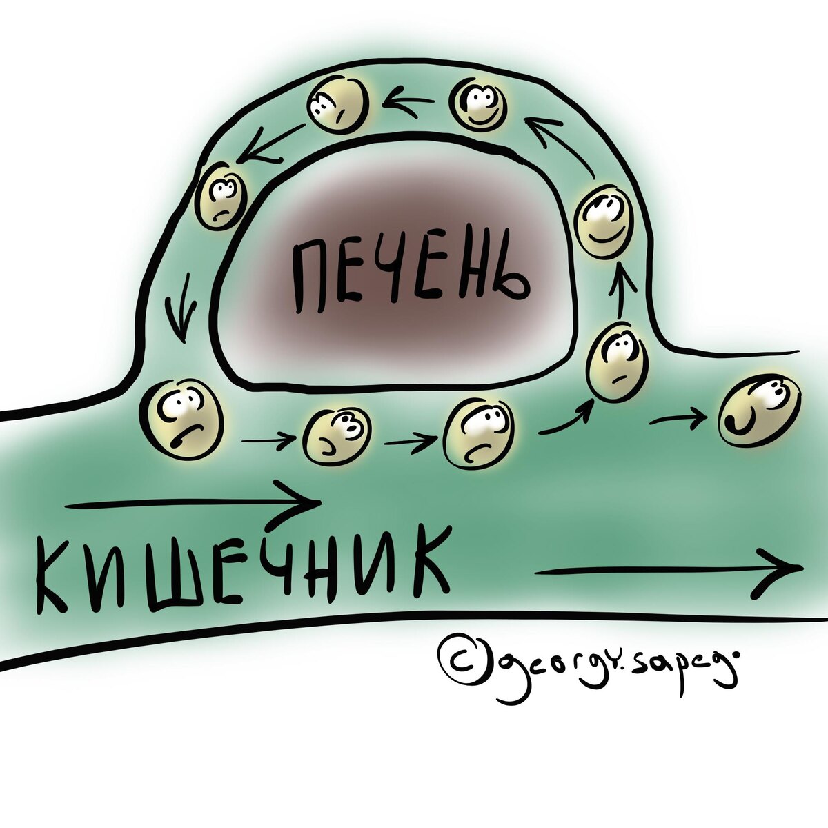 Витамин Д вылетает из кишечника