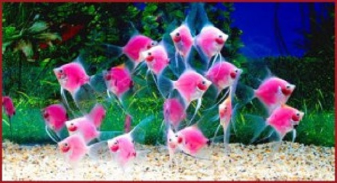 Стая светящихся рыбок-ангелов