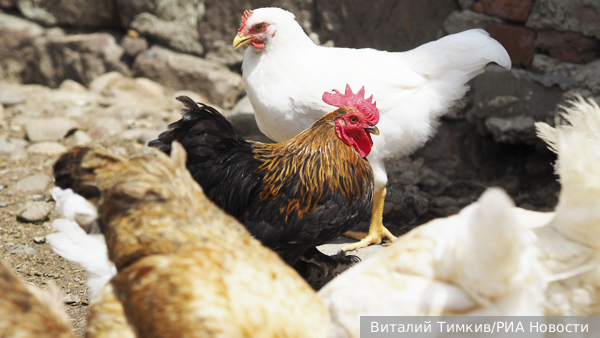     Фото: Виталий Тимкив/РИА Новости   
 Текст: Антон Антонов