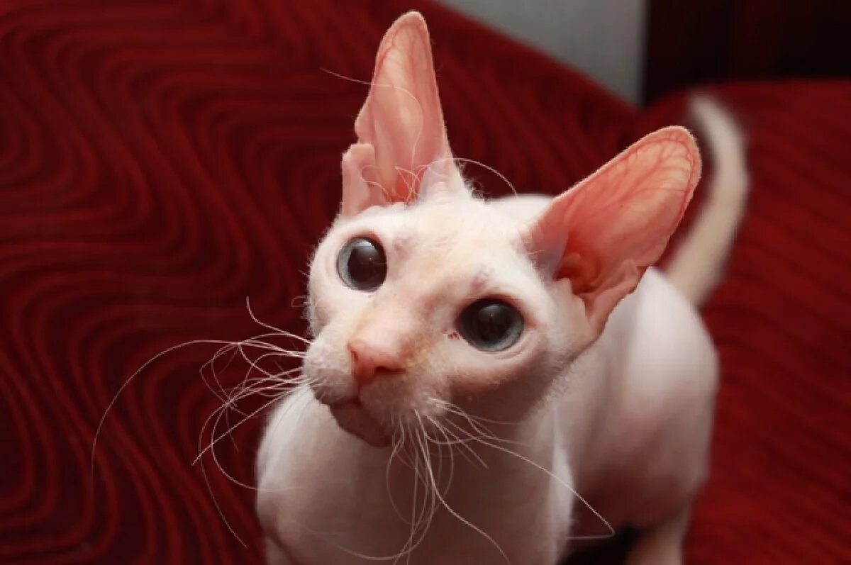    В Новосибирске Сфинкса Клео выбросили в снег