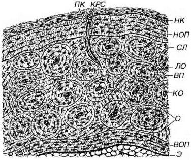 На картинке ВОП - внутренние общие пластинки