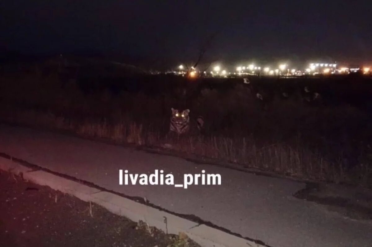    Кто ответит за тигров? Жители Приморья требуют ответов