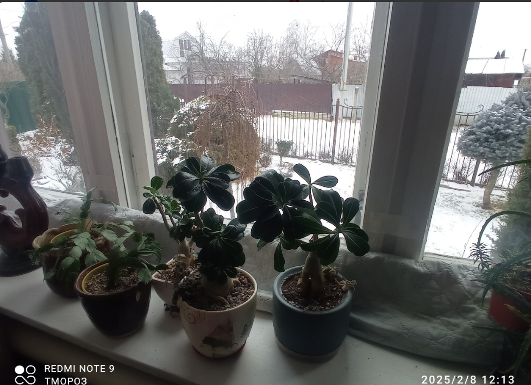 перебрлись комнатные