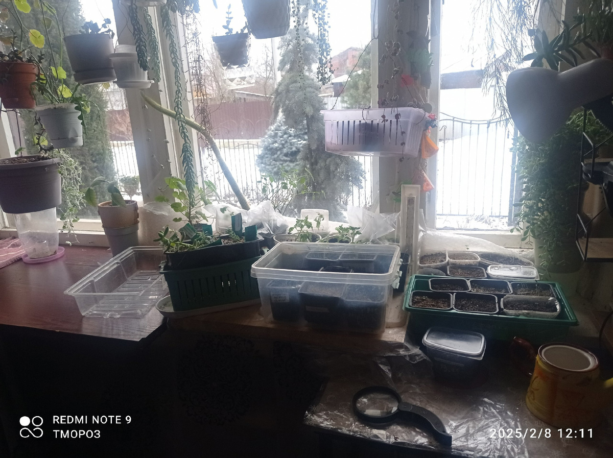 сюда - взошдши посевы