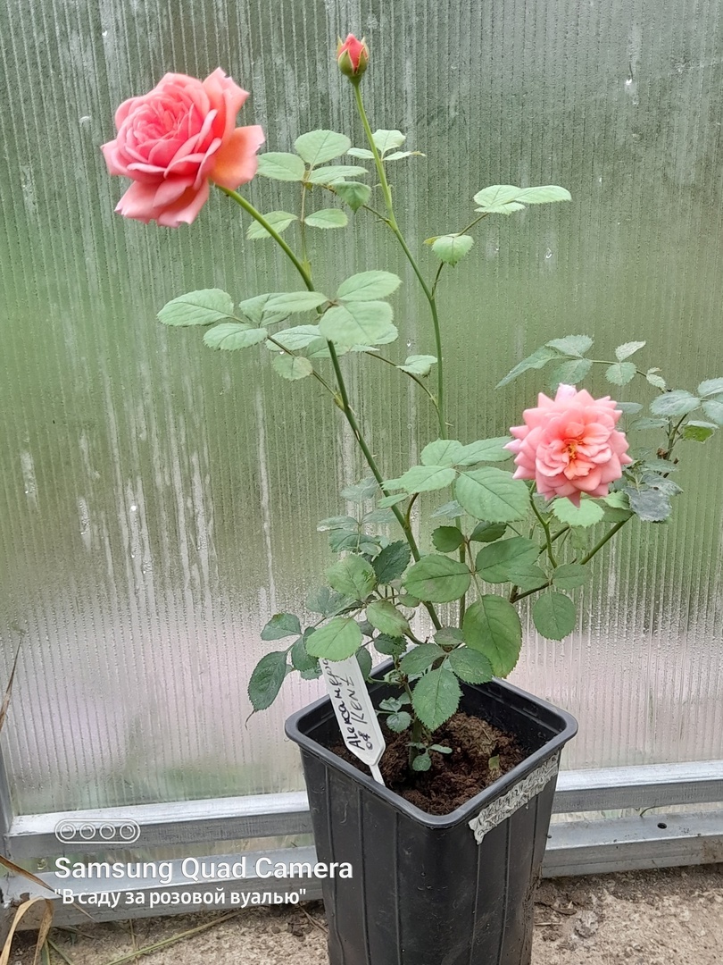 Укоренённый черенок розы Princess Alexandra of Kent, Austin, 2007, английские розы - август 2024г.