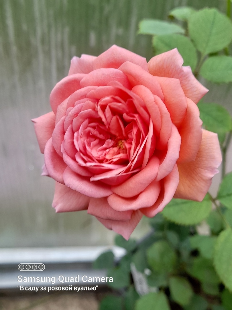 Укоренённый черенок розы Princess Alexandra of Kent, Austin, 2007, английские розы - первый цветок, август 2024г.