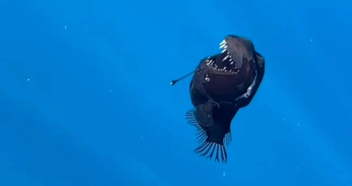 Глубоководный чёрный морской дьявол (удильщик). Снято недалеко от Тенерифе. Скорее всего рыба погибает, так как в нормальных условиях эти рыбы на поверхность не поднимаются.