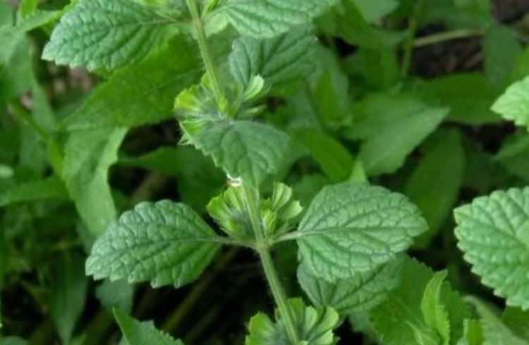    Как вырастить мелиссу из семян рассадой и прямым посевом, рассказали в Россельхозцентре по Омской области