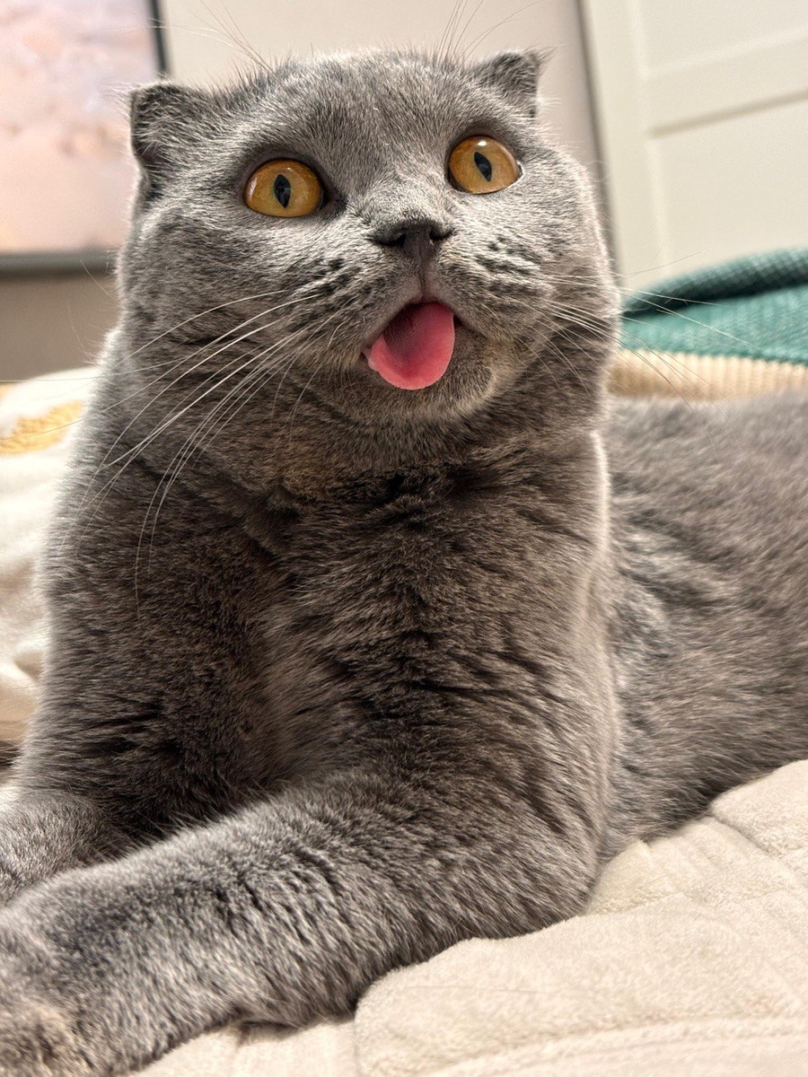 Это Плюш. Вислоухий кот, который, наверняка, был куплен в питомнике, а потом с черепно-мозговой травмой и кучей болячек оказался на улице. Таких кошек называют "тяжелый случай", у него отсутствует челюстной сустав, удалены почти все зубы, а самое главное - у него аутоимунное заболевание, которое в настоящее время сдерживается гормональными препаратами и диетой. А что будет дальше, мы пока не знаем. Вылечит ли Плюш сам себя? Не думаю. А еще Плюш умудрился заразить кошку-соседку калицивирозом. Оба вылечились, и все с ними ок, пострадал только бюджет, но так бывает не всегда.