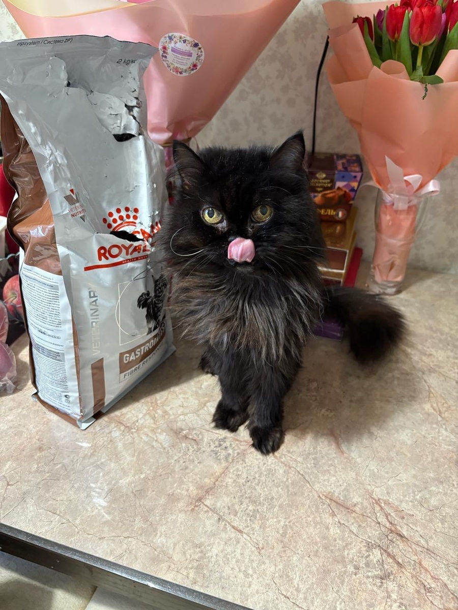 Для начала познакомьтесь с нашей кошкой Феей. Она здесь как показатель того, что грамотная ветеринария действительно помогает. У Феи и онкология в ремиссии, и набор старческих болячек (суставы, спина, давление), но ее самая главная проблема - это постоянные запоры. При этом Фея держится бодрячком, при случае разгоняет кипишующих котов и всегда дает понять, что это не она себя на помойке нашла. Так что, несмотря на букет болезней, мы еще повоюем))