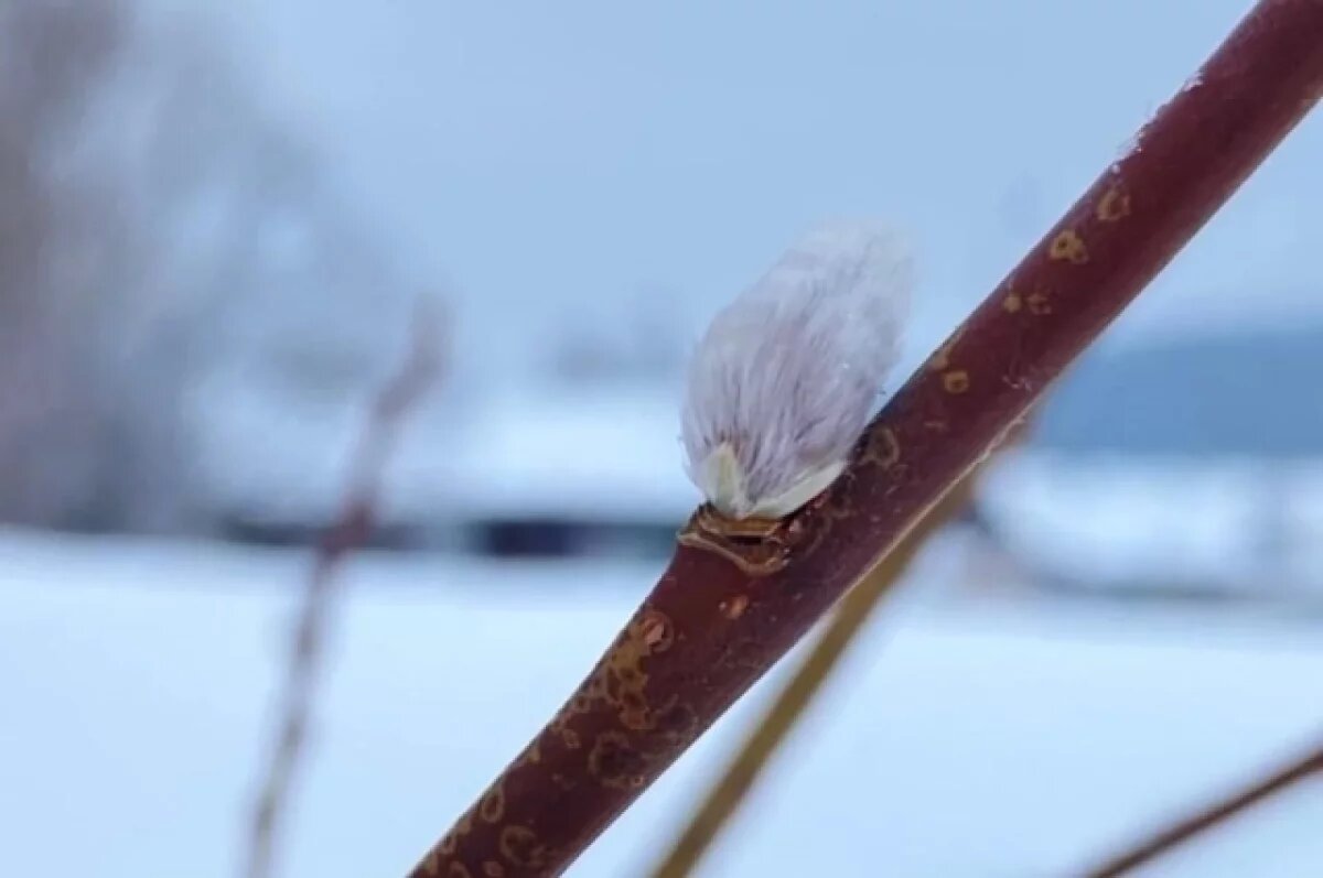    В Мурманской области появились почки на иве