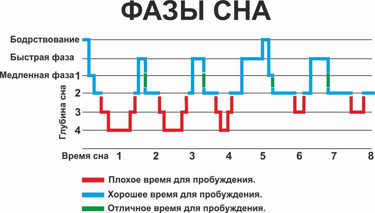 Фазы сна.