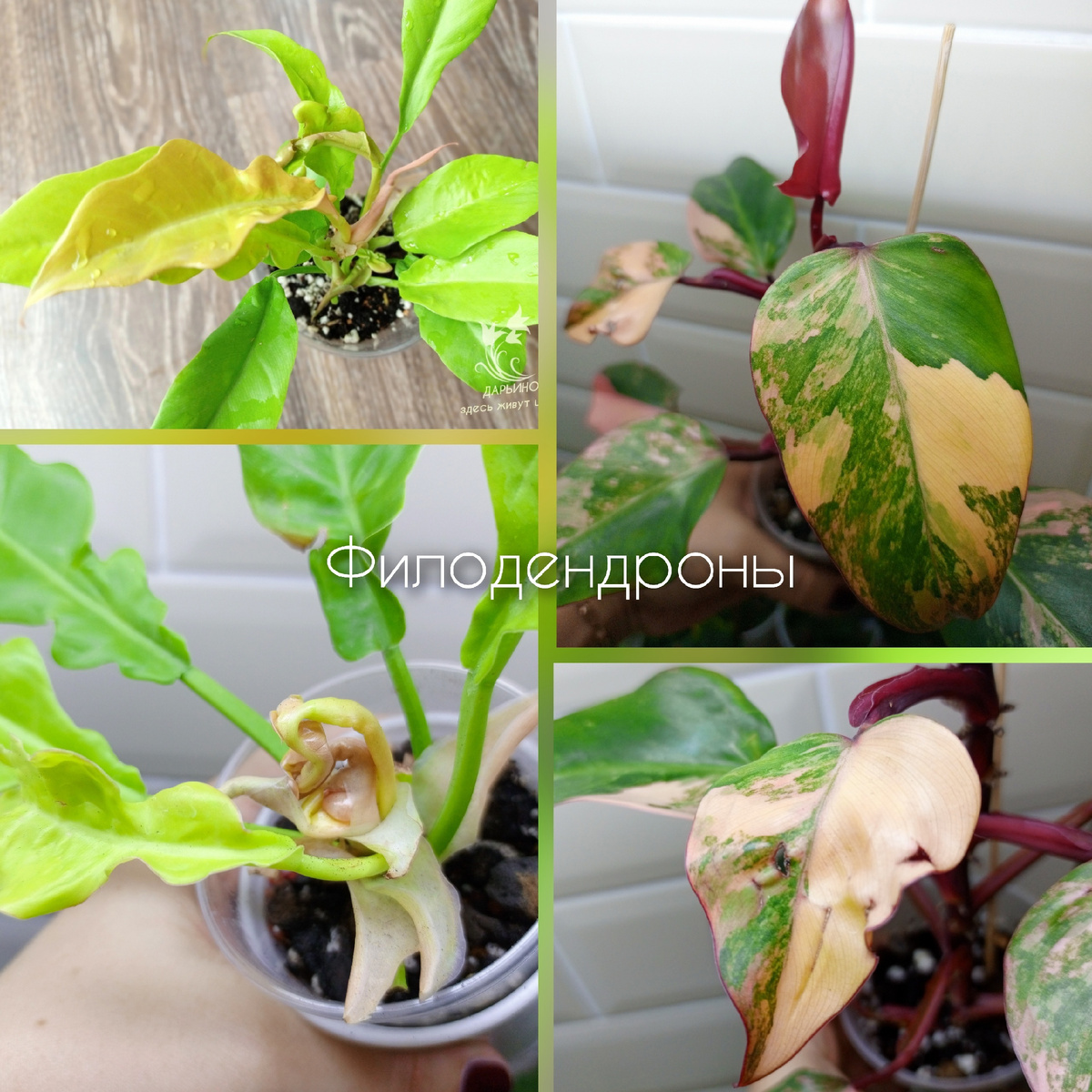Скрученные листья на филодендронах