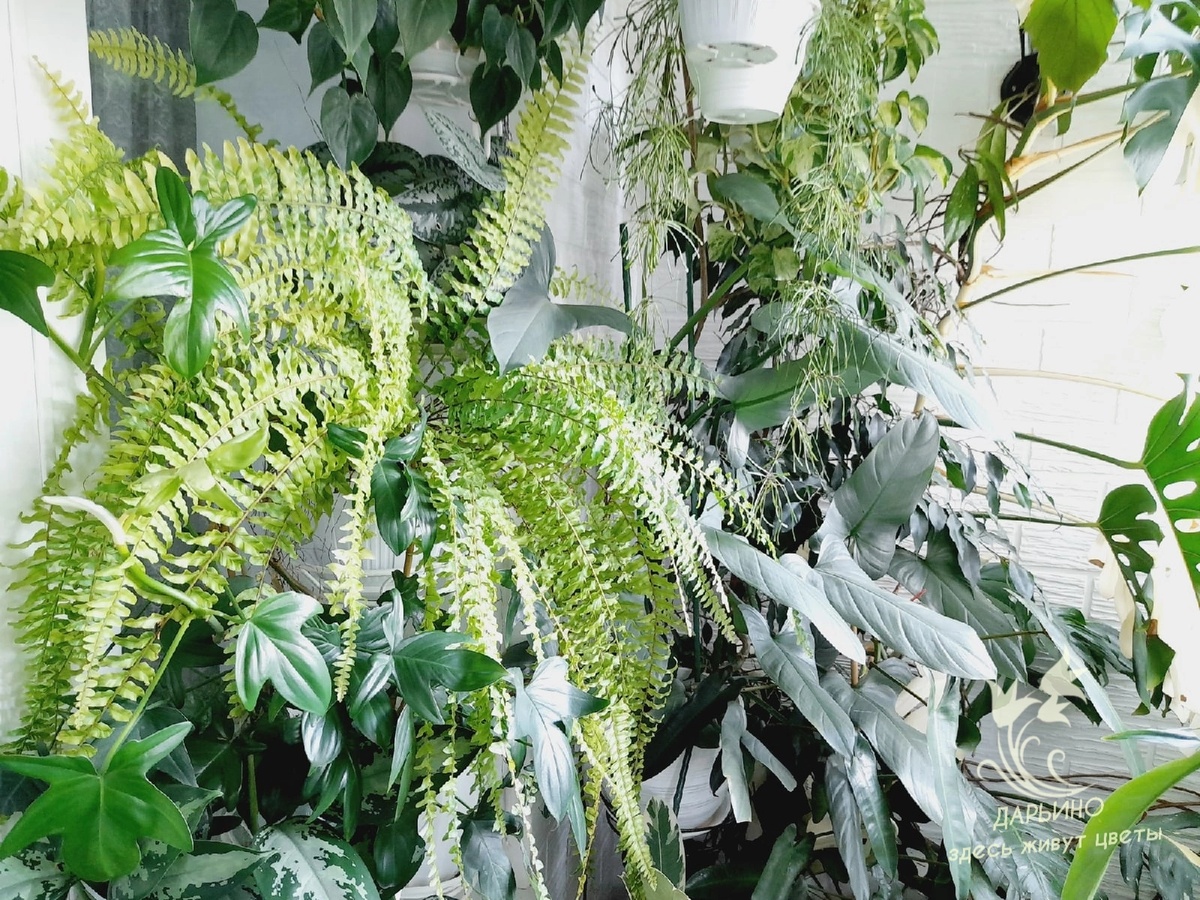 Высокая влажность воздуха - важное условие содержания тропических растений