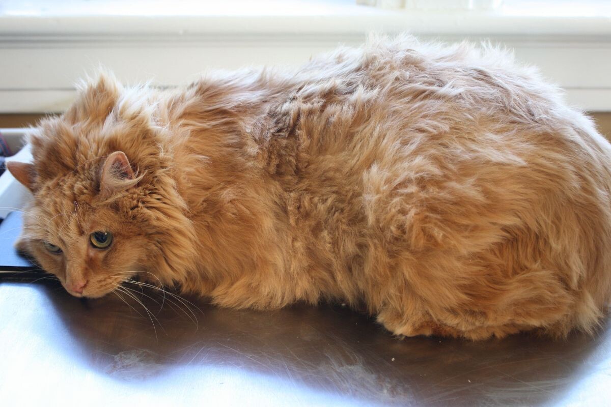 Колтуны у кошки