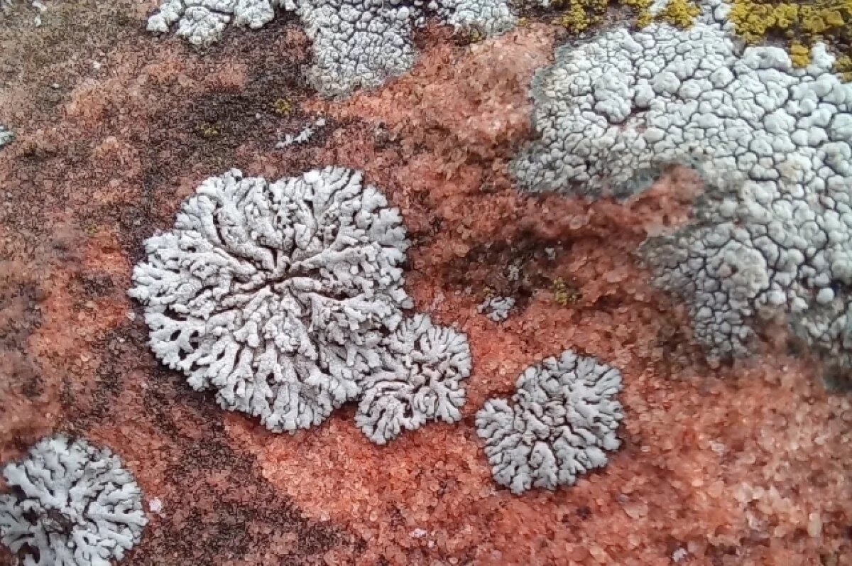    Тульские биологи продолжают наблюдать за лишайниками на песчаниках