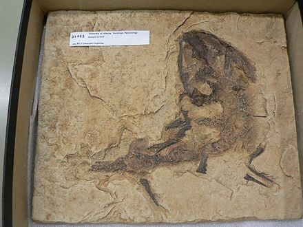 Голотипный скелет эоскопа.