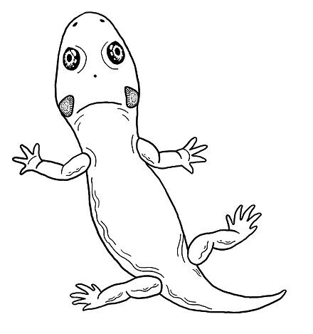 Рубеостратилия (R.texensis)