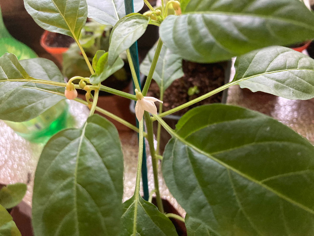 Сладкий перец 19 апреля, до высадки месяц, фото мое