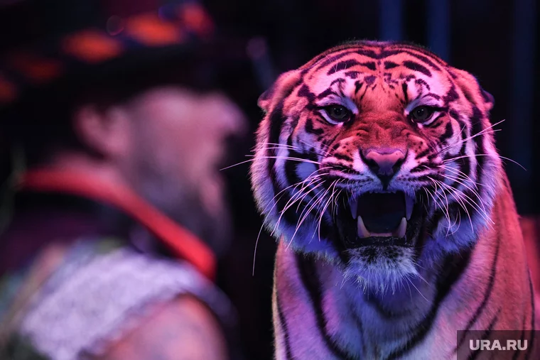 В 2024 году Росгосцирк уже взыскал с мэрии 85,3 миллиона рублей
Фото: Владимир Жабриков © URA.RU