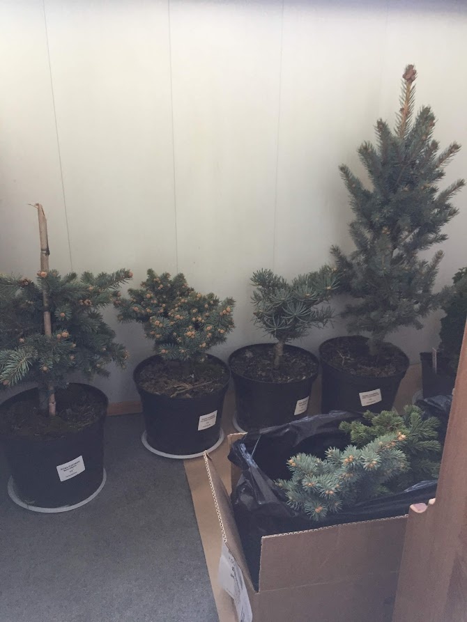 2018 Picea pungens Bialobok слева