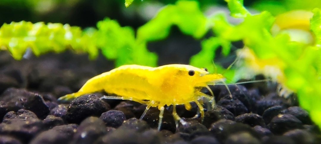 Фото - Аквариумная Креветка Желтый неон или Yellow neon