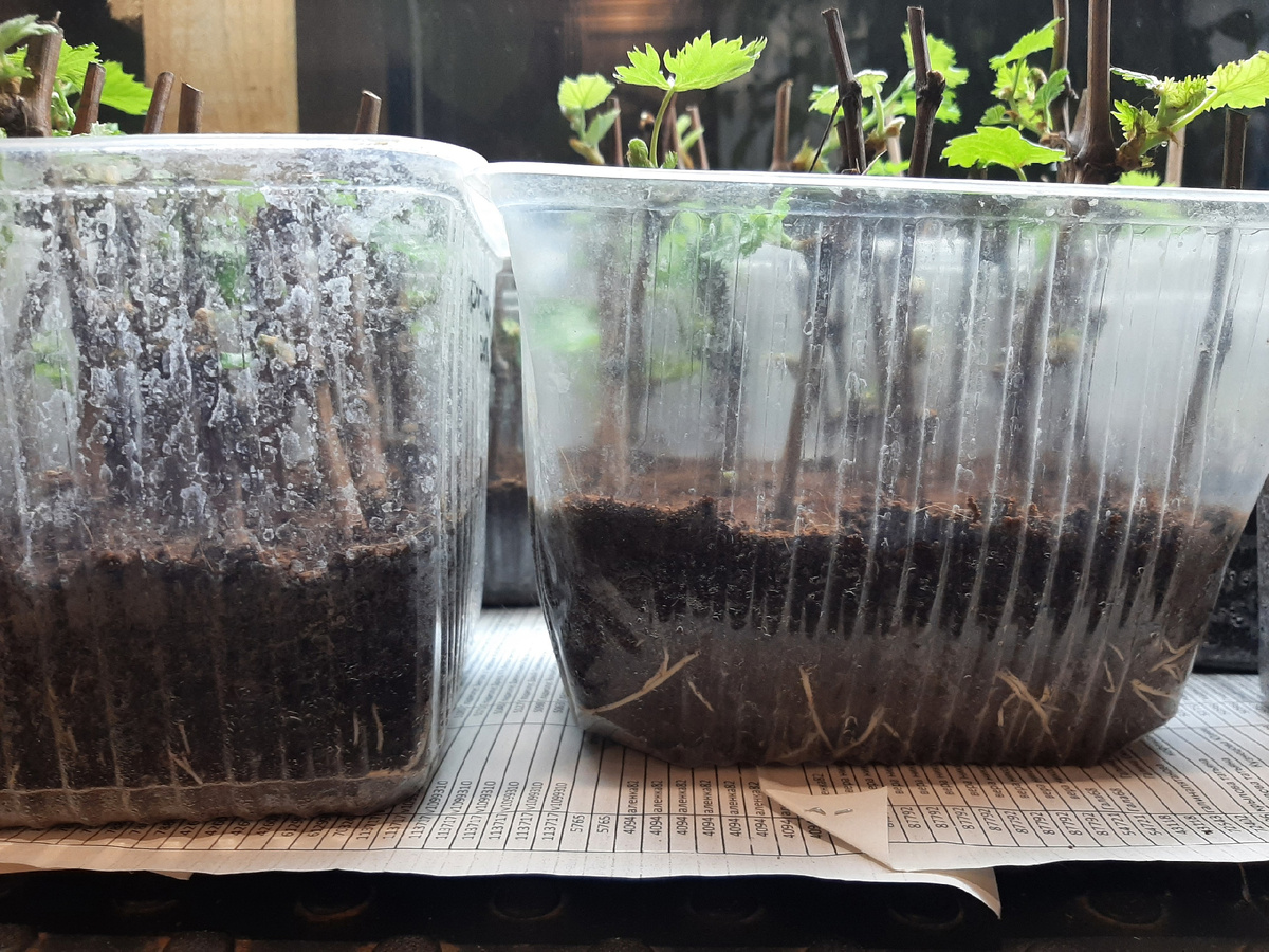 Фото автора вопроса, Арины, из личной переписки 