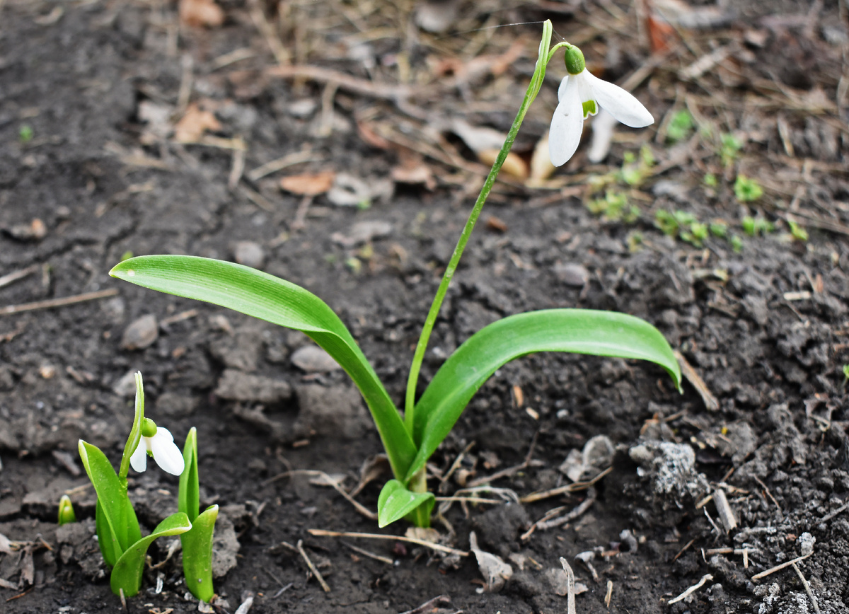 Подснежник Воронова в прошлом году. В этом снег пока не дал полноценно раскрыться.