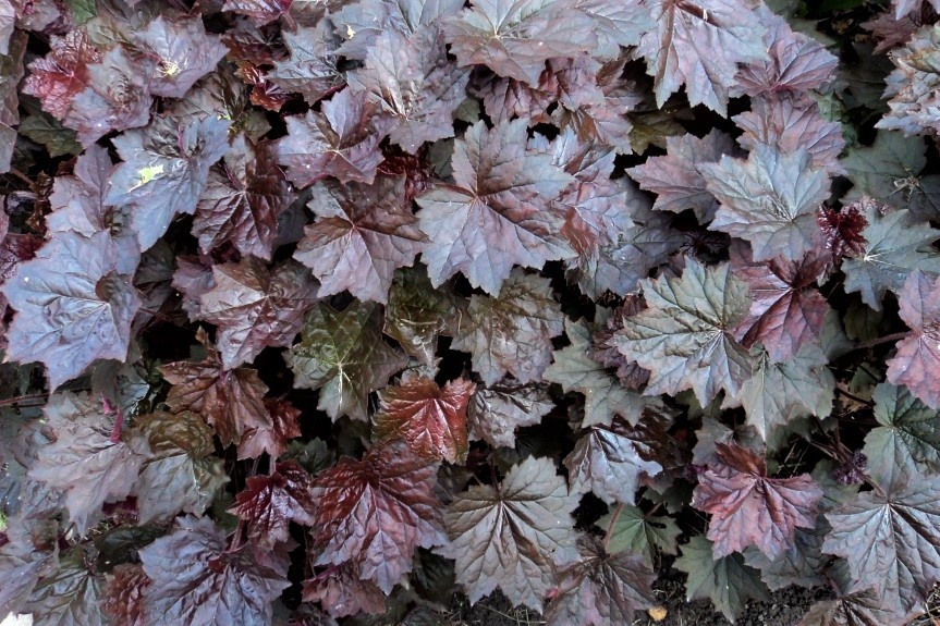 Heuchera Palase Purple. 2011 год