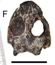 Череп лапиллопсиса.