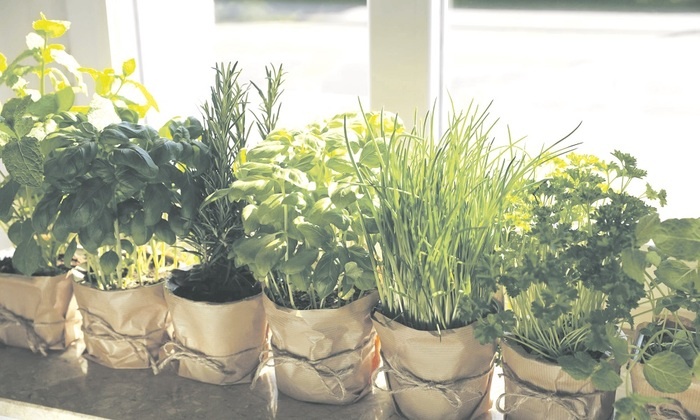    Растим зелень сами