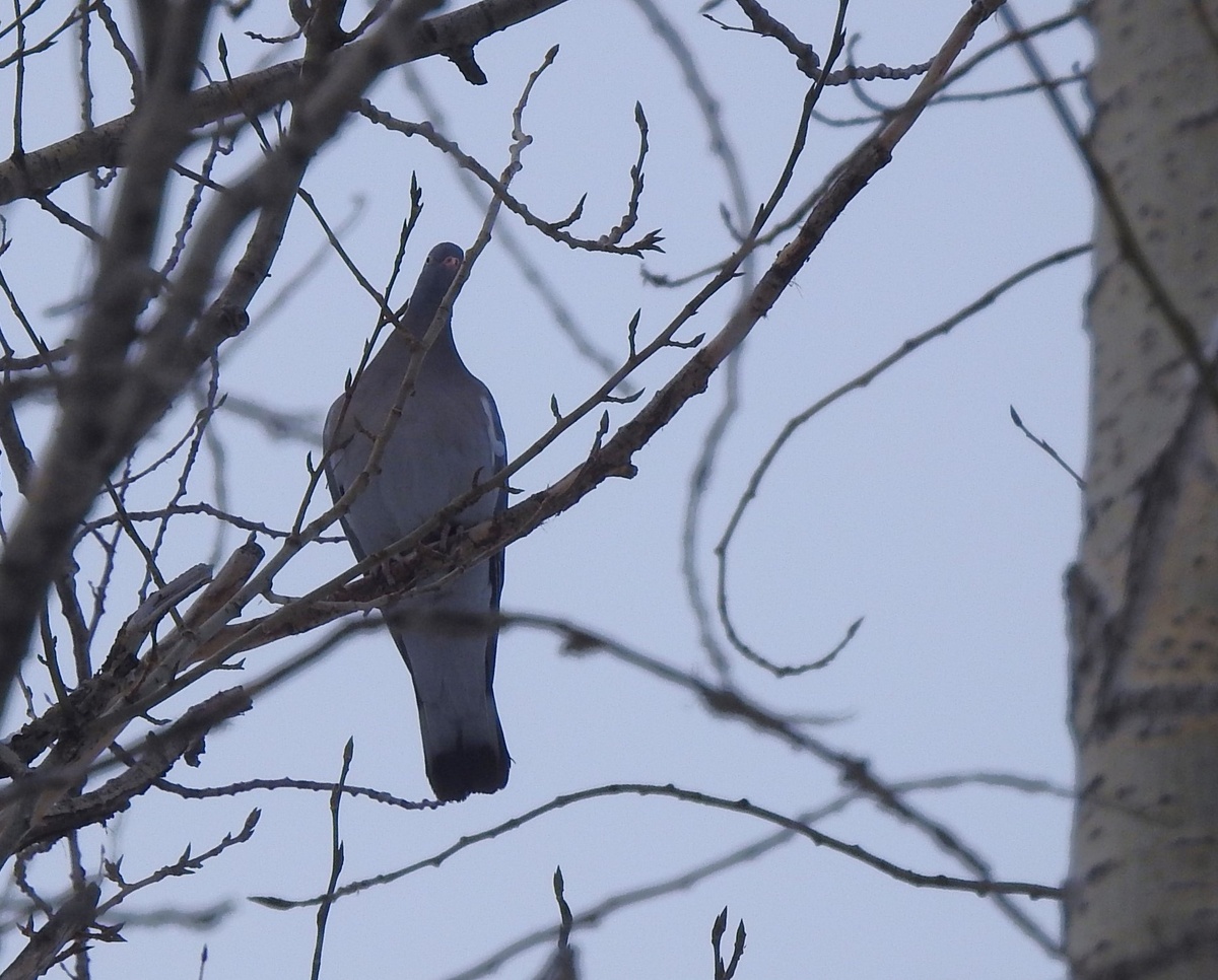 Вчерашний вяхирь