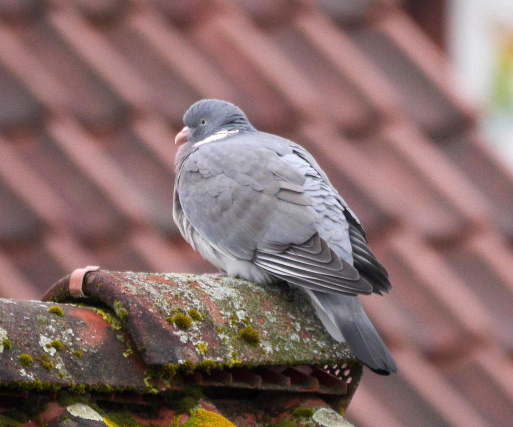 Вяхирь в городе, Германия, фото reddad