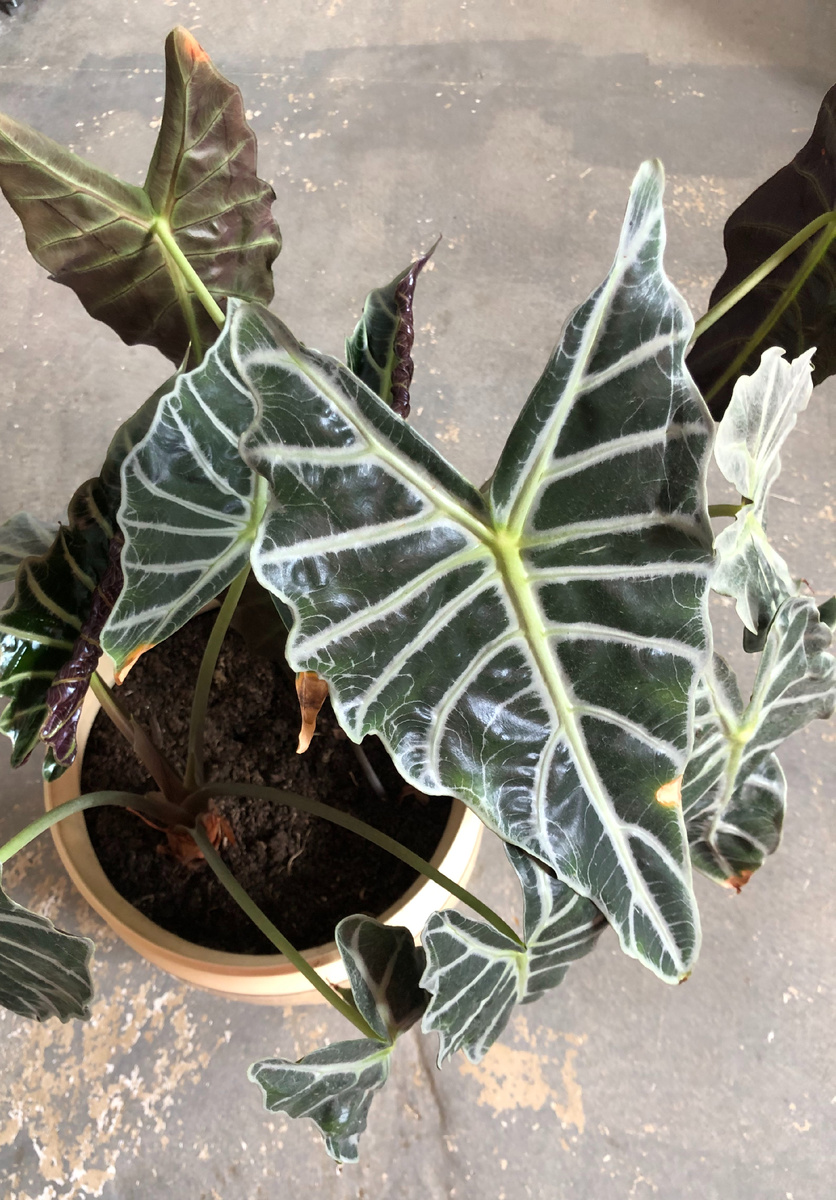 Моя алоказия Полли. Видите какие пятна? Залив?