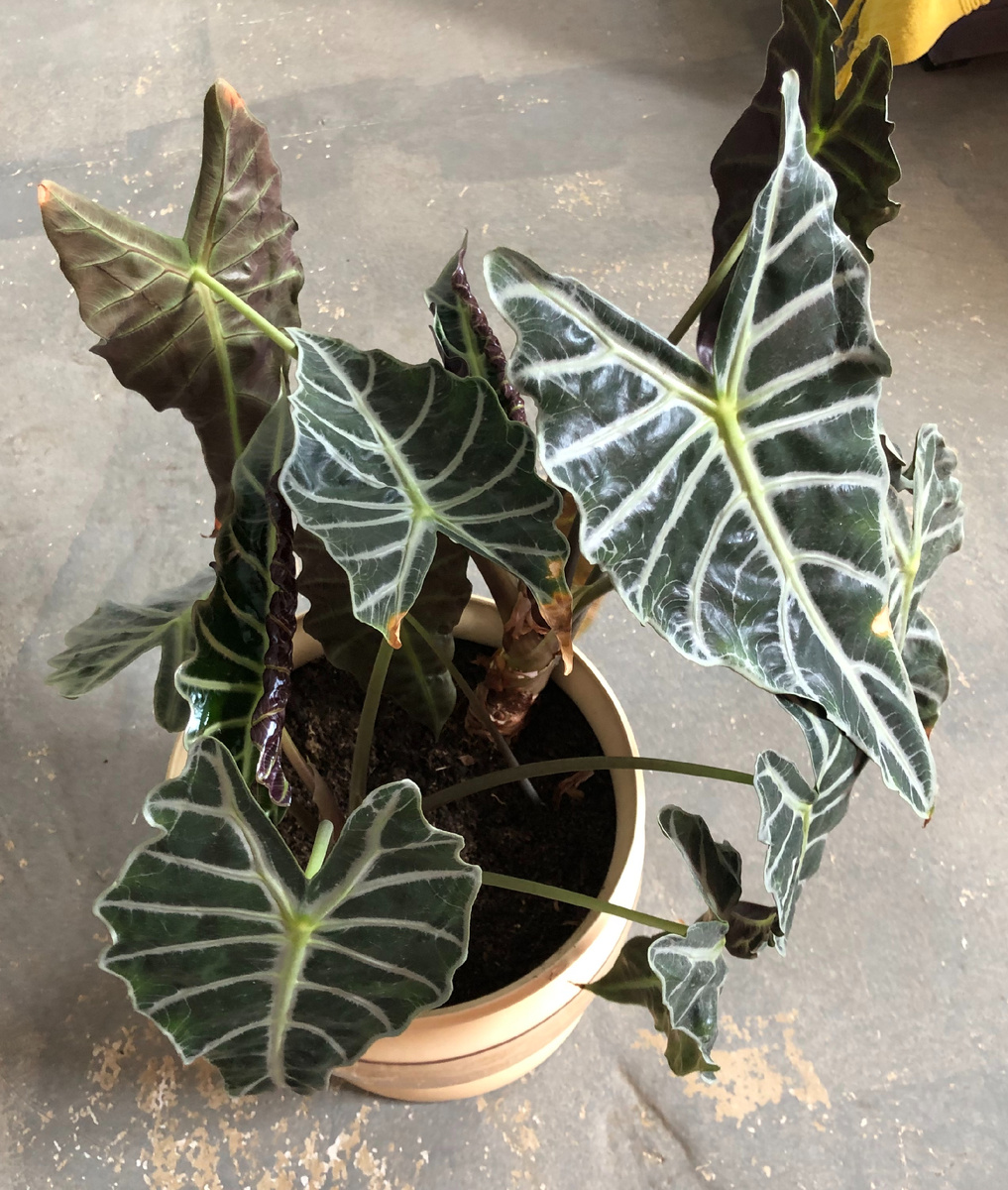 Широкое кашпо, диаметр 60 см, высота 40 см. Грунт универсальный.