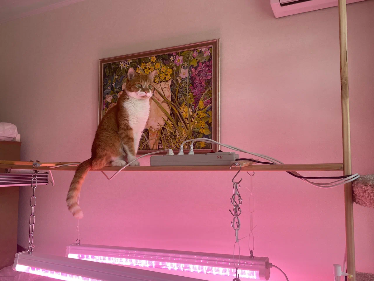 Рыжик проверяет надёжность части новой конструкции