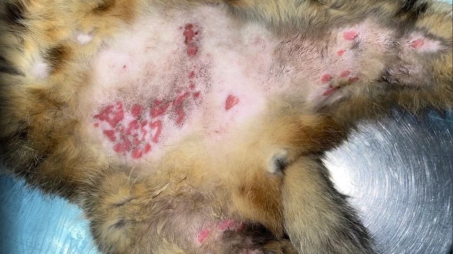 Тяжелые поражения кожи у кошки с блошиным аллергическим дерматитом